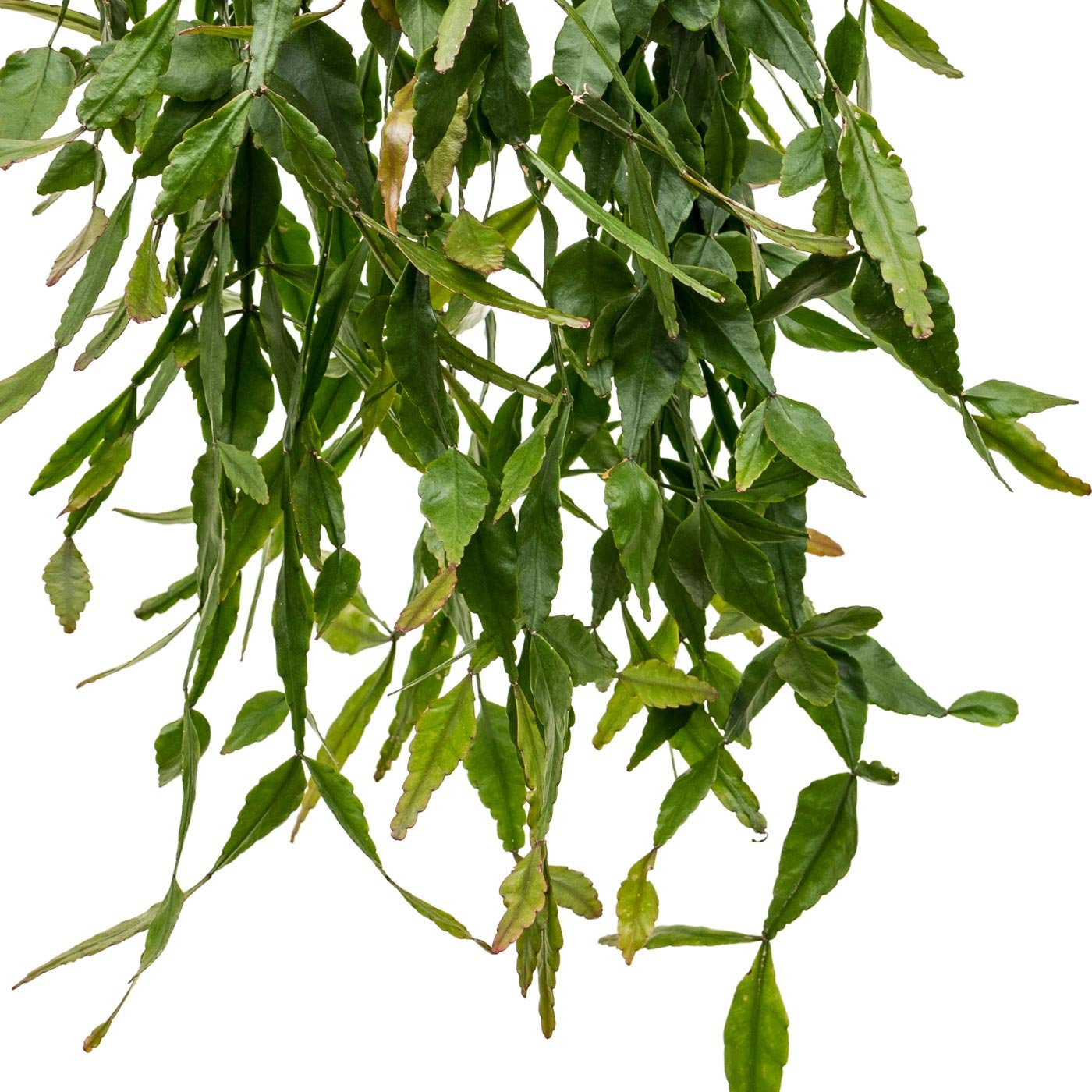 Easy-Care Mistletoe Cactus Rhipsalis elliptica Indoor House Plants