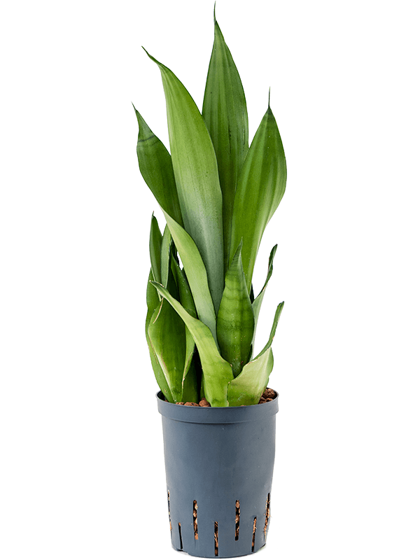 Easy-Care Snake Plant Sansevieria trifasciata 'Moonshine' Indoor House Plants