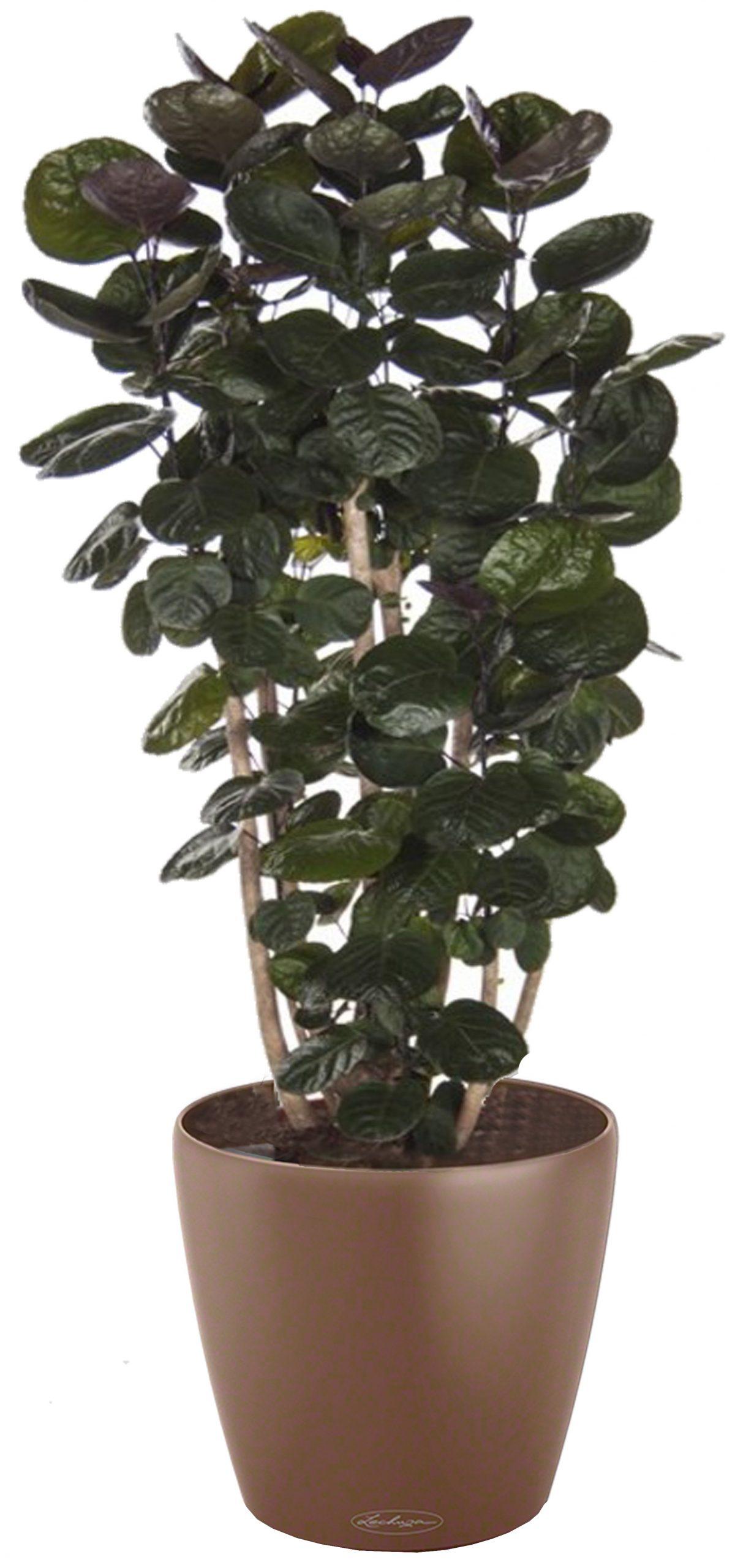 Polyscias Scutellaria in LECHUZA CLASSICO Color Self-watering Planter, Total Height 120 cm