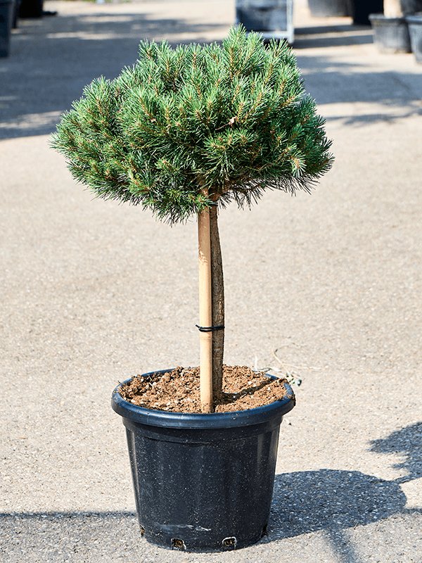 Showy Scots Pine Pinus sylvestris 'Watereri' (180-200) Outdoor Plants