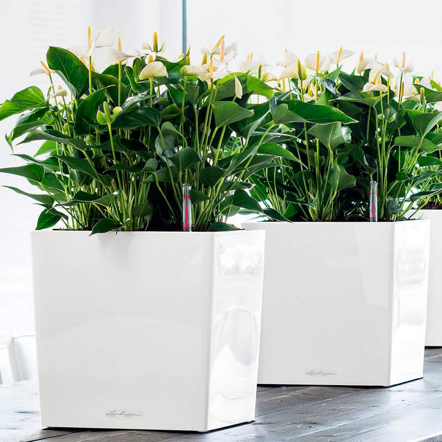 LECHUZA CUBE Square Poly Resin Self-watering Planter