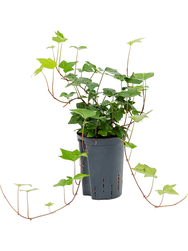Easy-Care English Ivy Hedera algeriensis 'Montgomery' Indoor House Plants