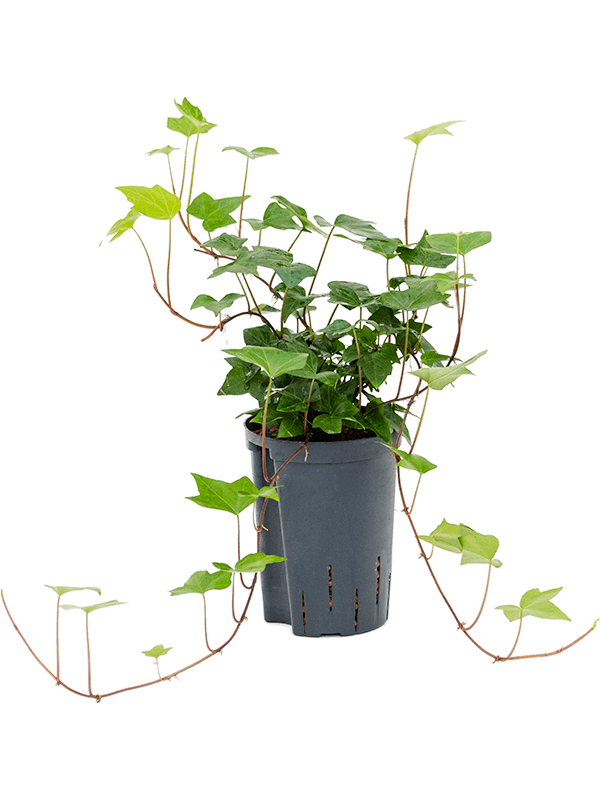 Easy-Care English Ivy Hedera algeriensis 'Montgomery' Indoor House Plants