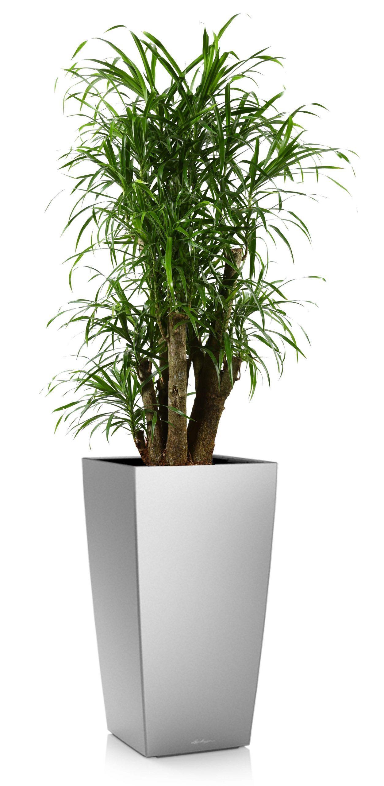 Dracaena Reflexa Anita in LECHUZA CUBICO Self-watering Planter, Total Height 140 cm