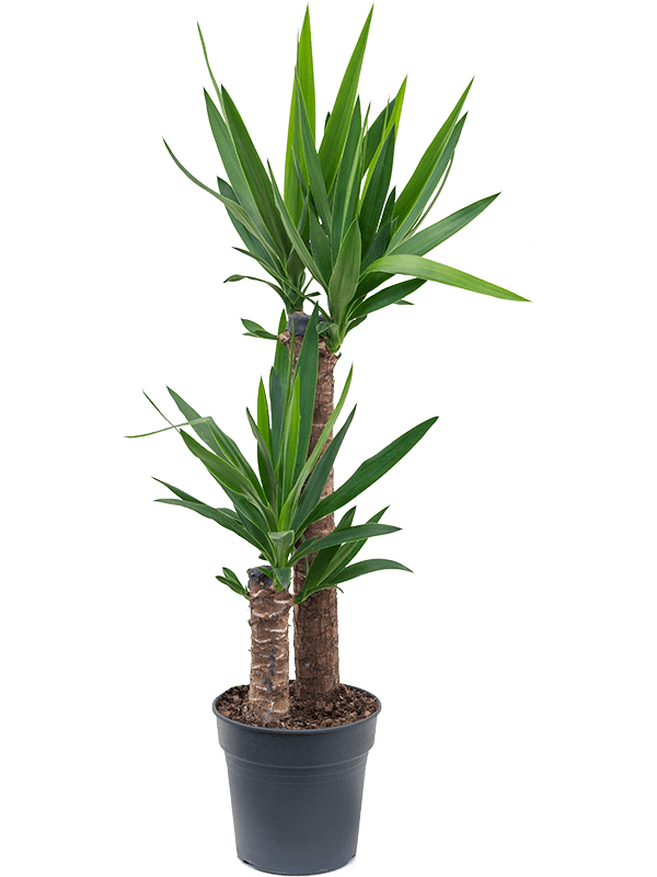 Insta-friendly Spineless Yucca elephantipes Tall Indoor House Plants Trees