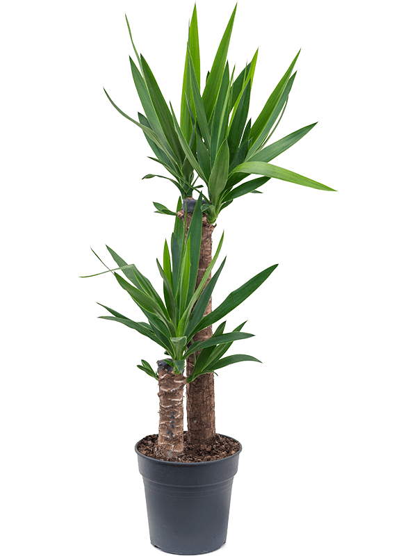 Insta-friendly Spineless Yucca elephantipes Tall Indoor House Plants Trees