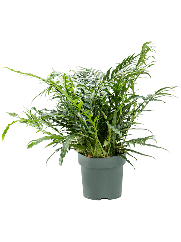 Easy-Care Basket Fern Aglaomorpha 'Jim' Indoor House Plants