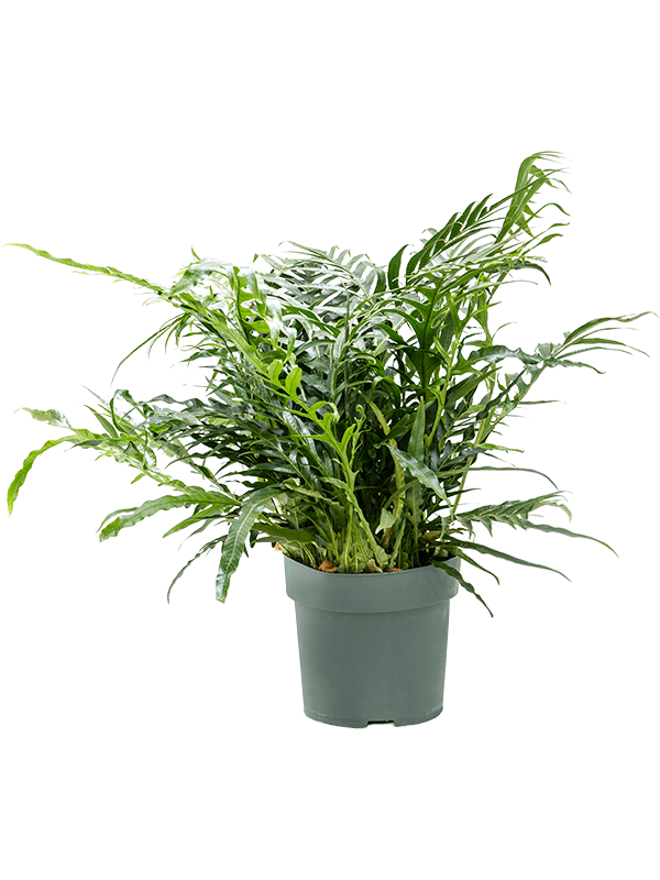 Easy-Care Basket Fern Aglaomorpha 'Jim' Indoor House Plants