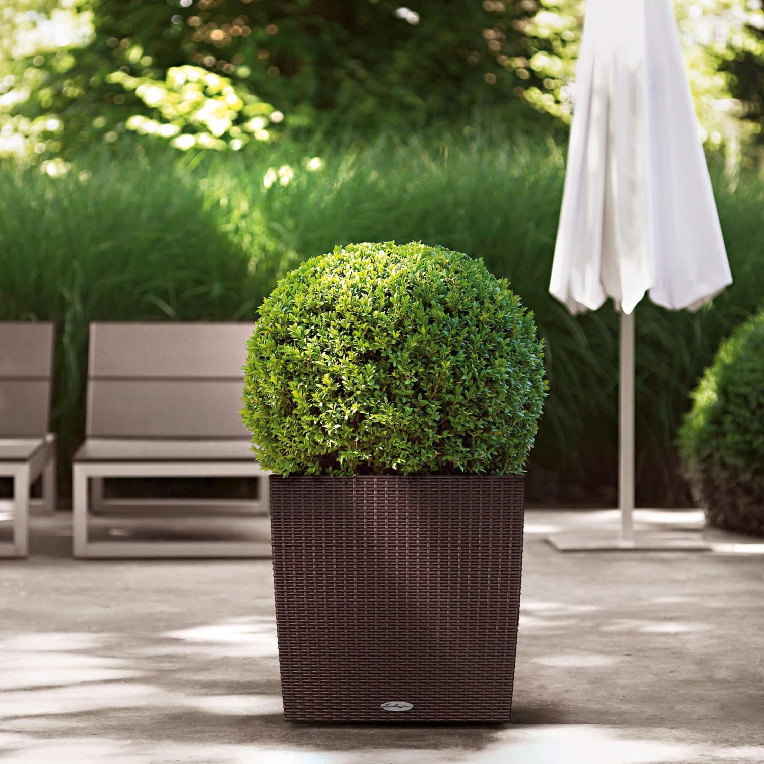 LECHUZA CUBE Cottage Square Poly Resin Self-watering Planter