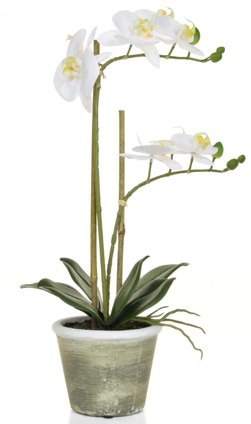 AN-Phalaenopsis Real Touch in Pot Artificial Flower Plant