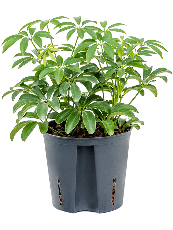 Easy-Care Umbrella Tree Schefflera arboricola 'Luseana' Indoor House Plants