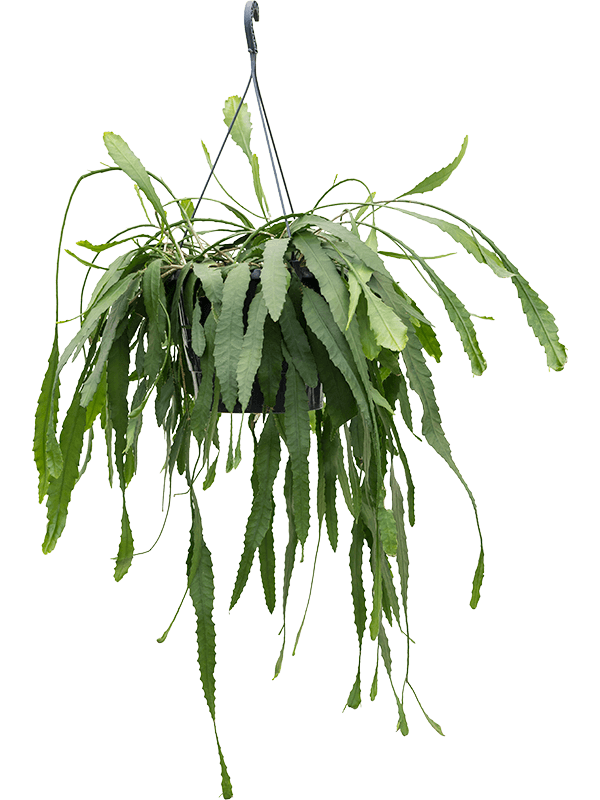 Easy-Care Snowdrop Cactus Lepismium houlletianum Indoor House Plants