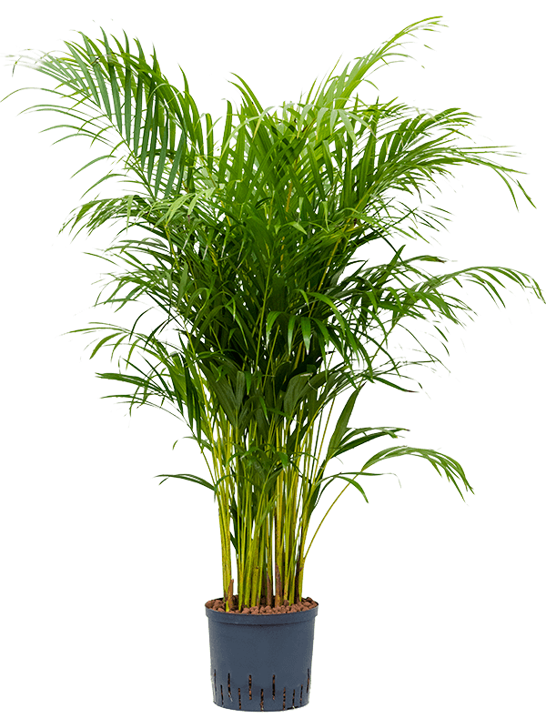 Lush Areca Palm Dypsis (Areca) lutescens Indoor House Plants
