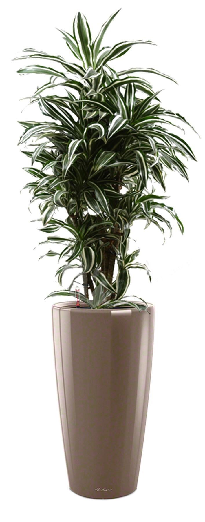 Dracaena Fragrans Warneckii in LECHUZA RONDO Self-watering Planter, Total Height 140 cm
