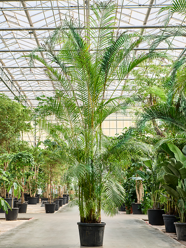 Lush Areca Palm Dypsis (Areca) lutescens Indoor House Plants
