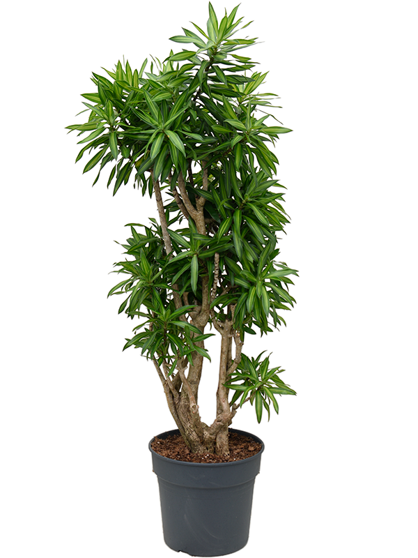 Fabulous Pleomele (Dracaena) reflexa 'Song of Jamaica' Tall Indoor House Plants Trees