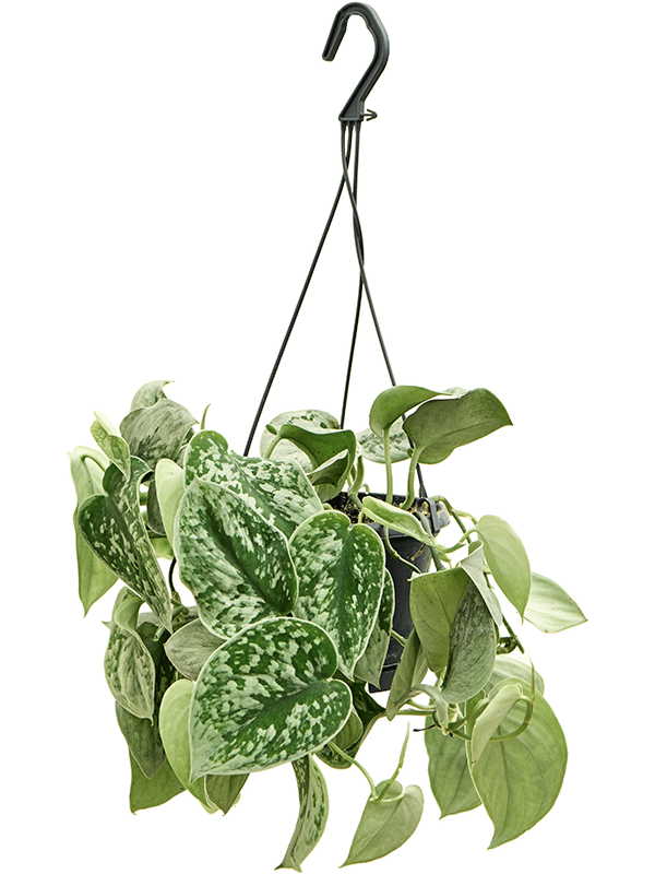 Shade-loving Satin Pothos Scindapsus pictus 'Silvery Ann'' Indoor House Plants