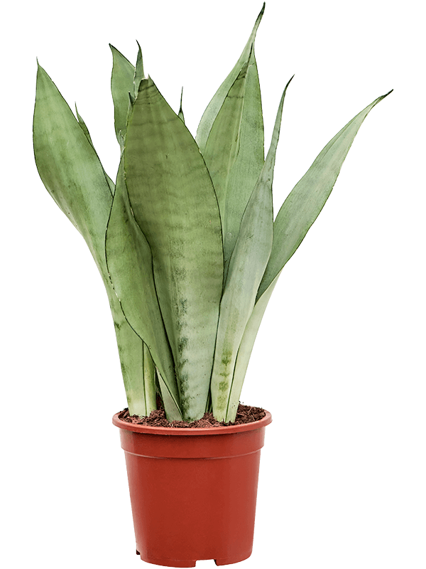Easy-Care Snake Plant Sansevieria trifasciata 'Moonshine' Indoor House Plants
