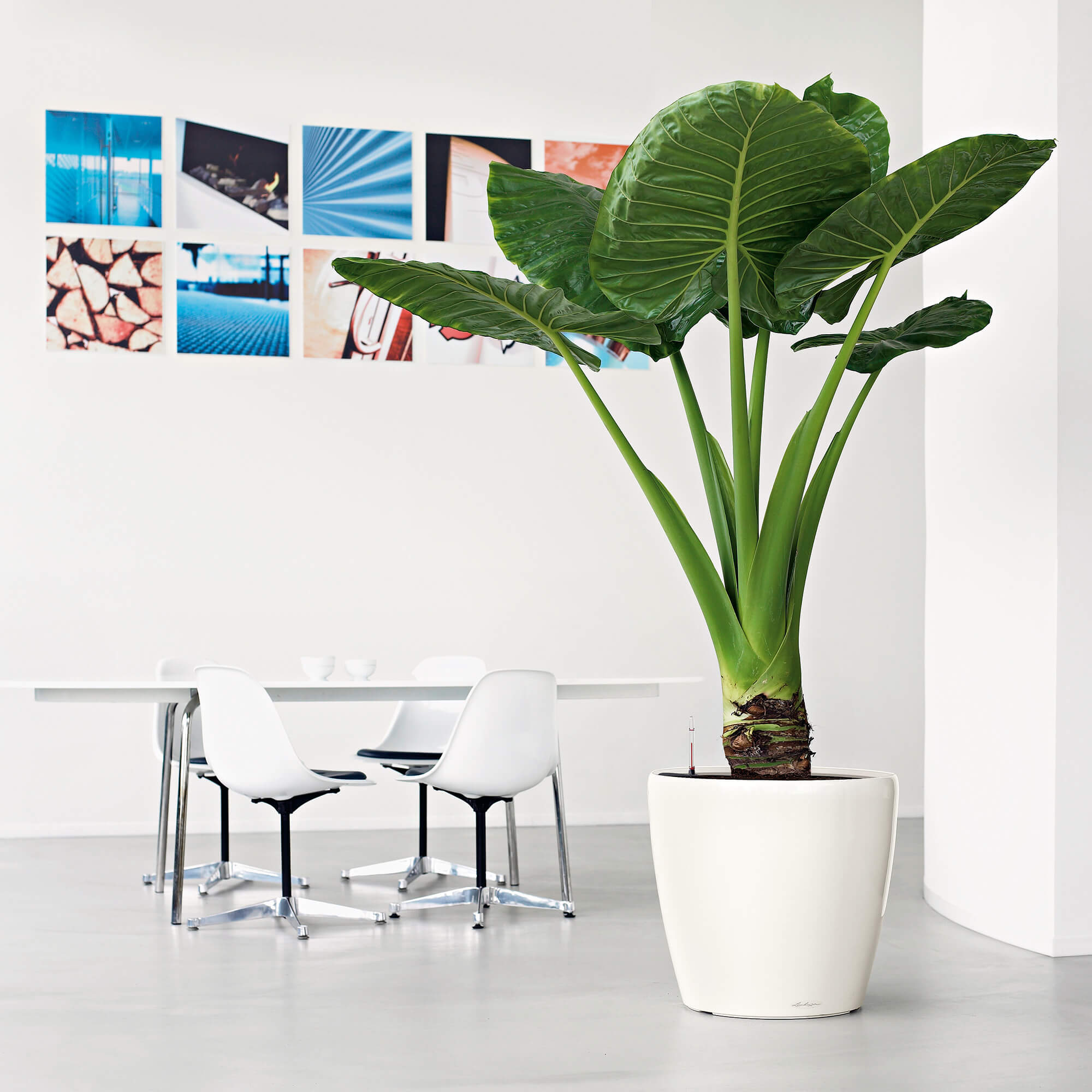 LECHUZA CLASSICO LS Round Poly Resin Self-watering Planter