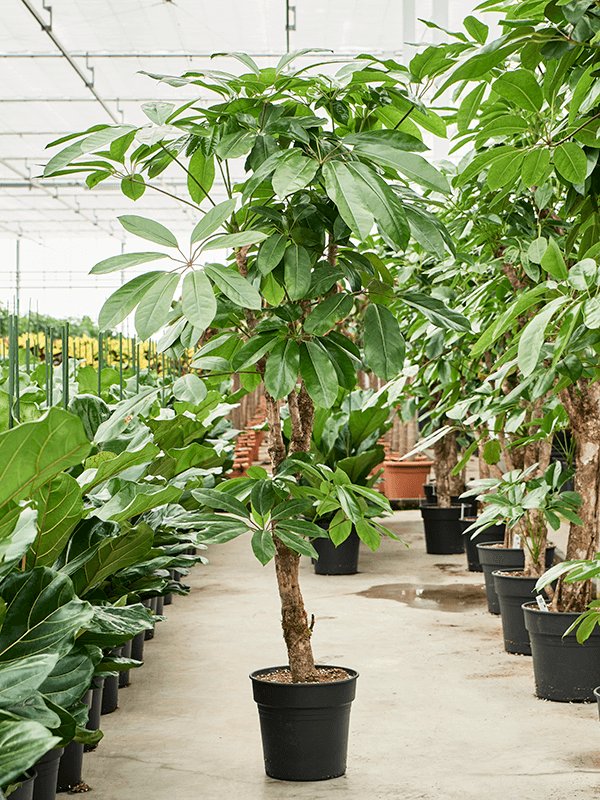 Cheerful Umbrella Tree Schefflera actinophylla 'Amate' Indoor House Plants