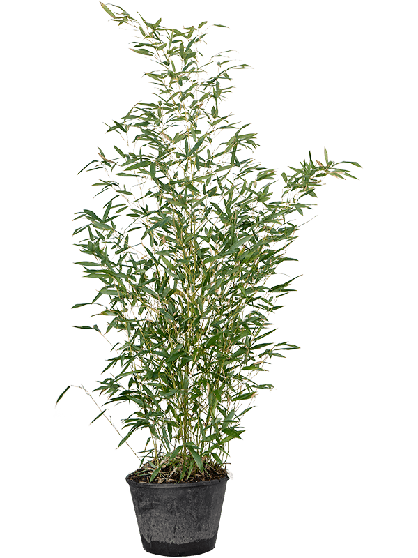 Easy-Care Bamboo Phyllostachys bissetii