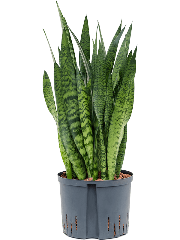 Elegant Snake Plant Sansevieria zeylanica Indoor House Plants