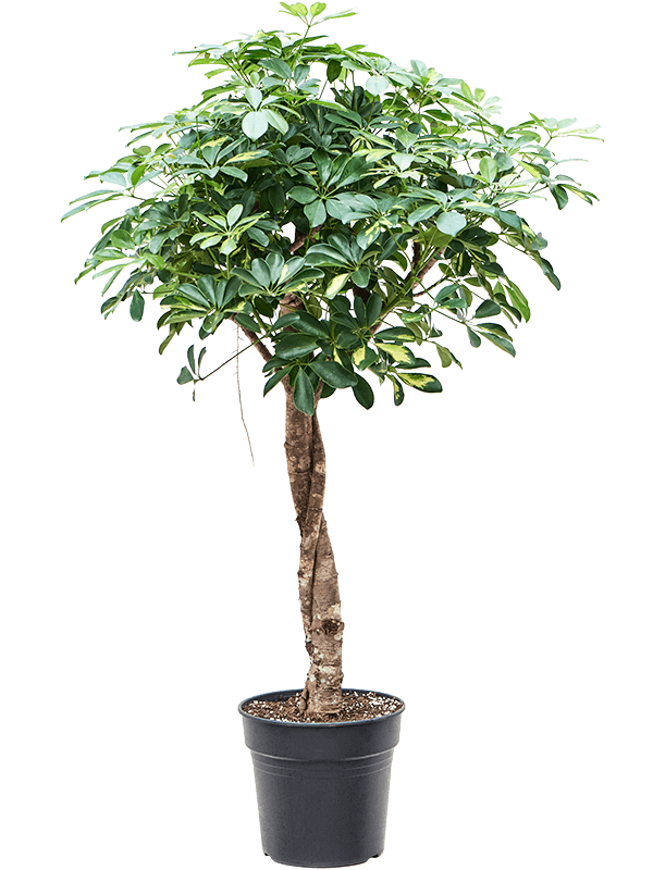 Delicate Umbrella Tree Schefflera arboricola 'Gold Capella' Indoor House Plants