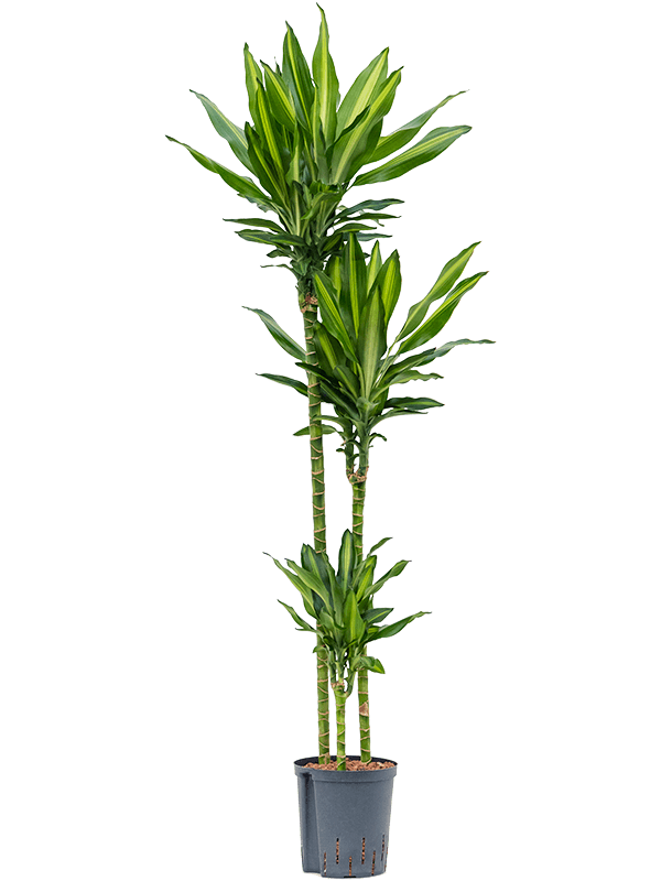 Colorful Corn Plant Dracaena fragrans 'Cintho' Indoor House Plants