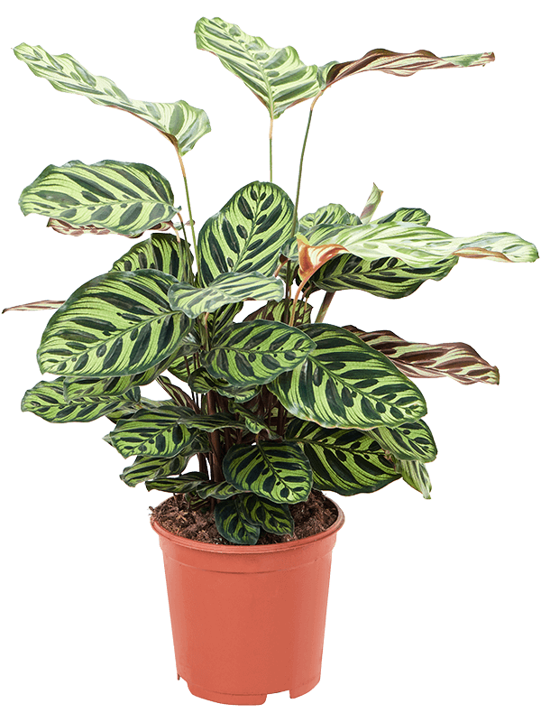 Showy Pin-Stripe Calathea makoyana Indoor House Plants