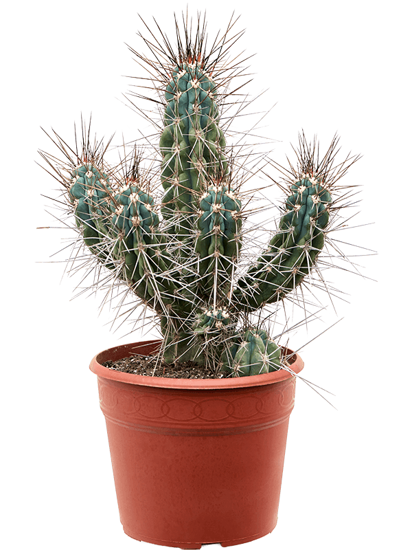 Photogenic Toothpick Cactus Stetsonia coryne Indoor House Plants