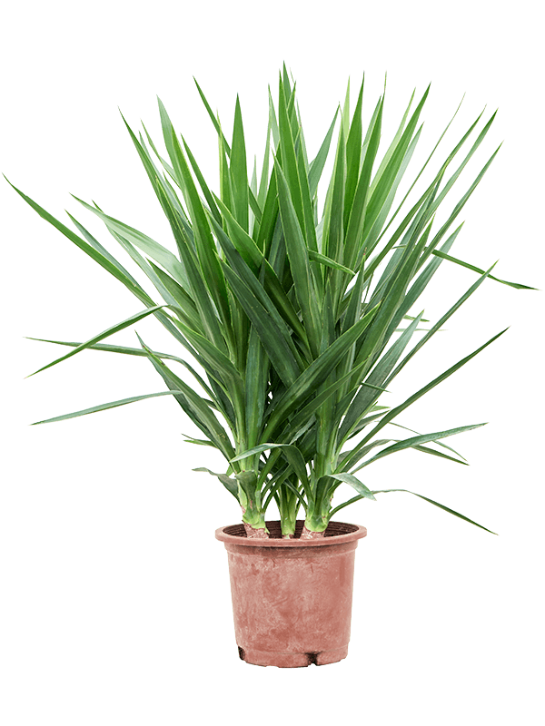 Insta-friendly Spineless Yucca elephantipes Tall Indoor House Plants Trees