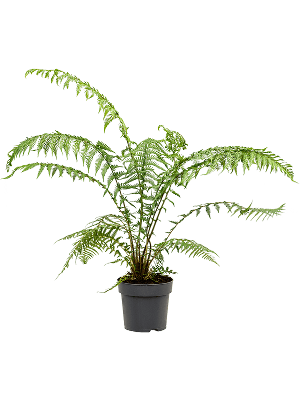 Lush Soft Tree Fern Dicksonia antarctica Tall Indoor House Plants Trees