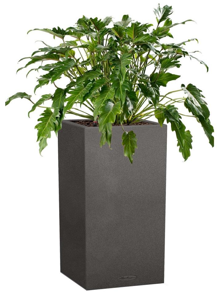 Philodendron Xanadu in LECHUZA CANTO Stone High Self-watering Planter, Total Height 90 cm
