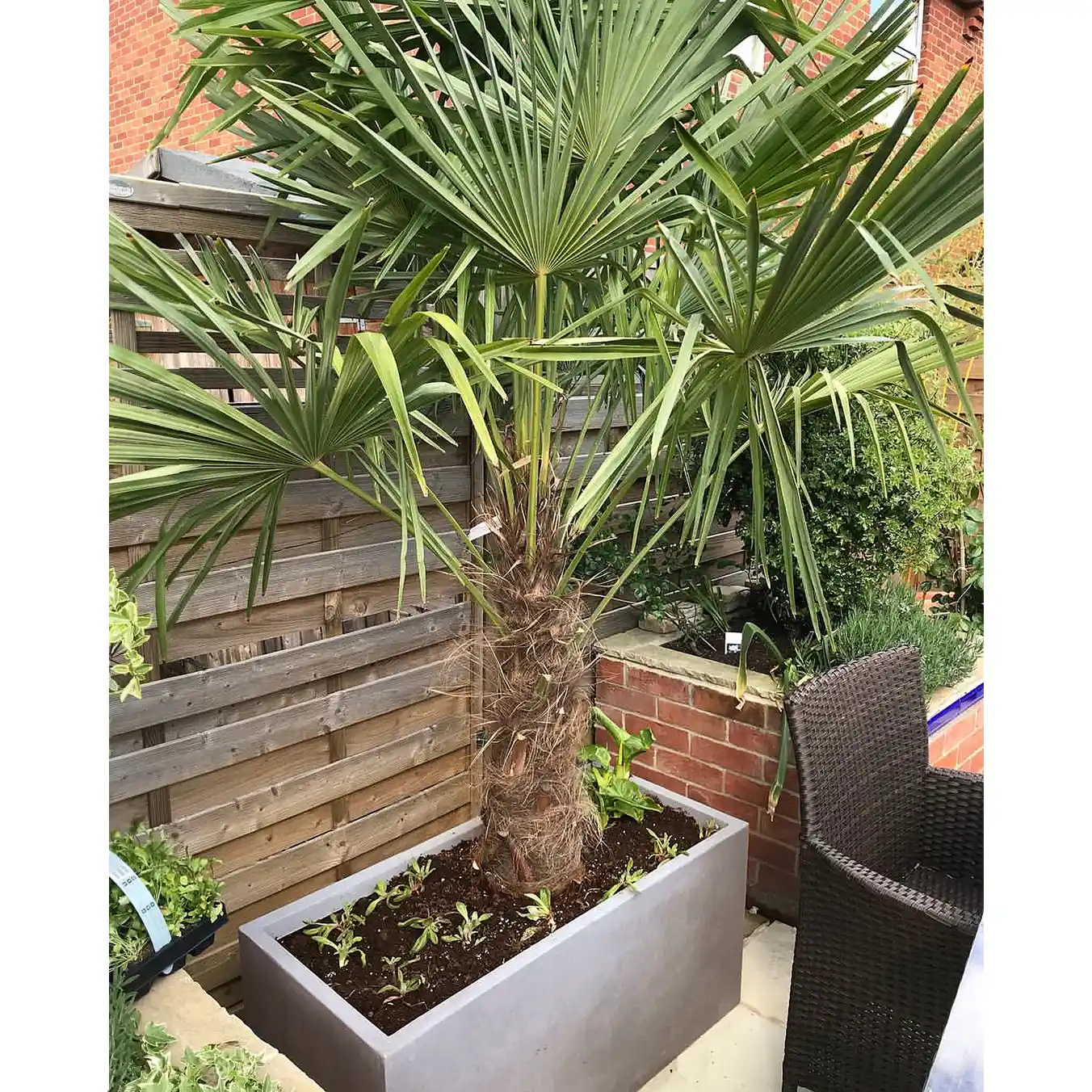 IDEALIST Lite Contemporary Light Concrete High Trough Planter