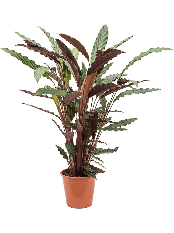 Elegant Peacock Plant Calathea rufibarba 'Wavestar' Indoor House Plants