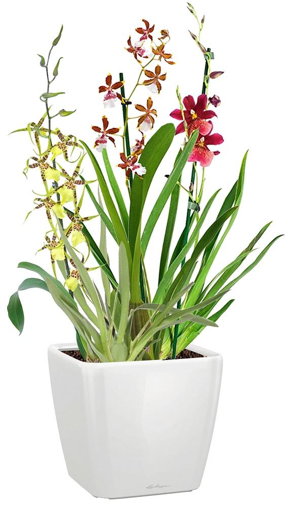 Blooming Orchids in LECHUZA QUADRO LS Self-watering Planter, Total Height 70 cm