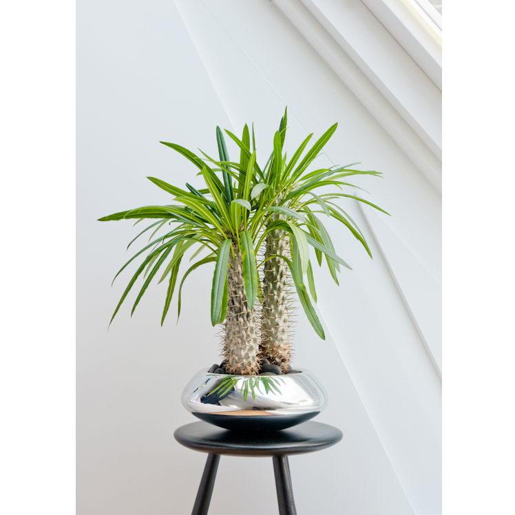 Round Fiberstone Bowl Glossy Tara Planter by Idealist Premium