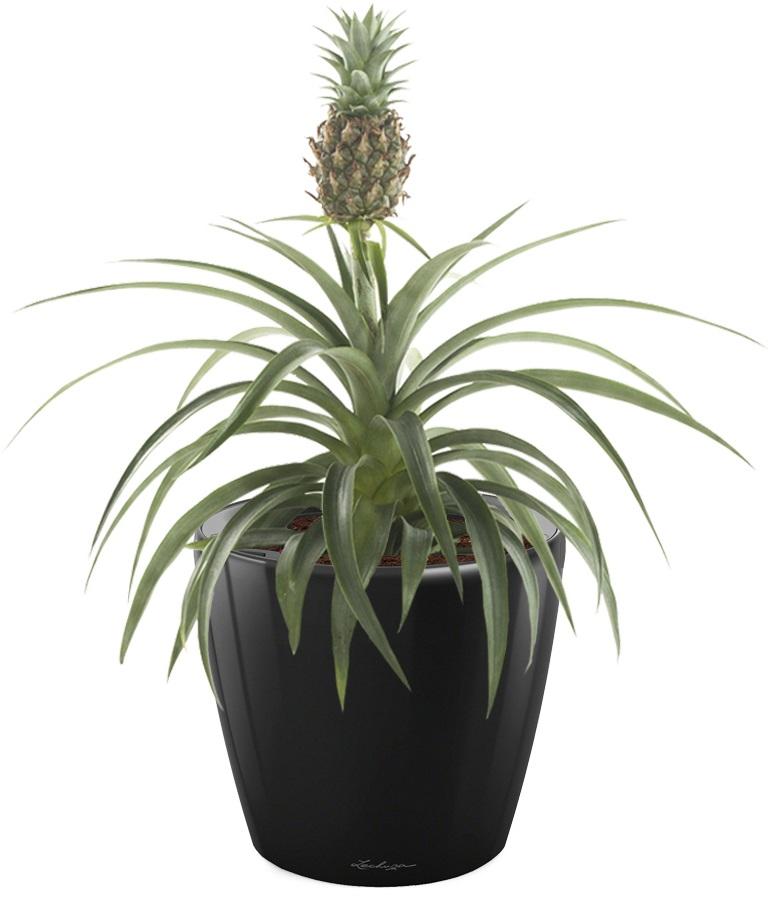 Champaca Pineapple in LECHUZA CLASSICO LS Self-watering Planter, Total Height 60 cm