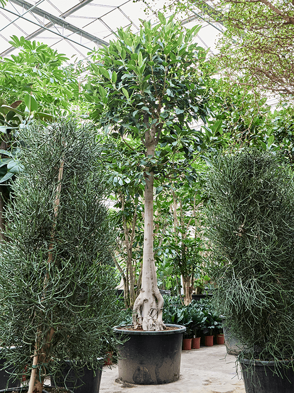 Lush Moreton Bay Fig Ficus macrophylla Tall Indoor House Plants Trees