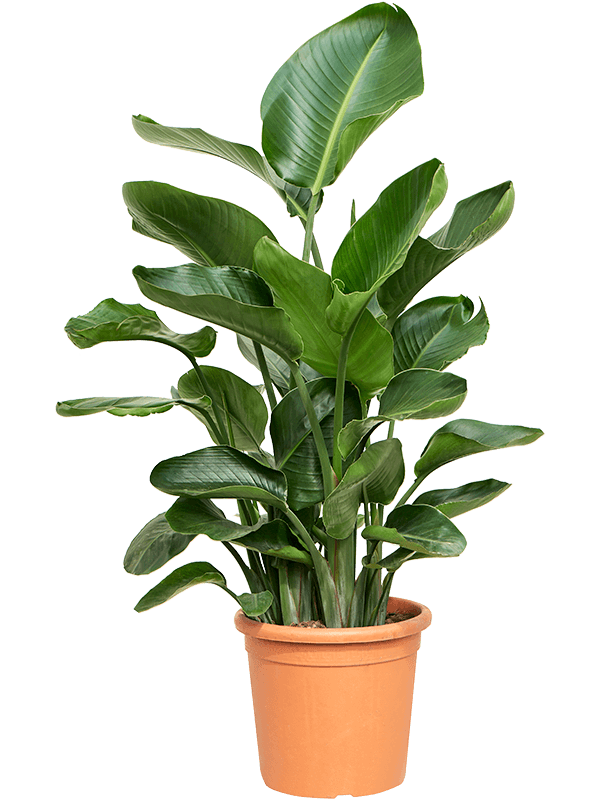 Tropical Bird of Paradise Strelitzia nicolai Indoor House Plants