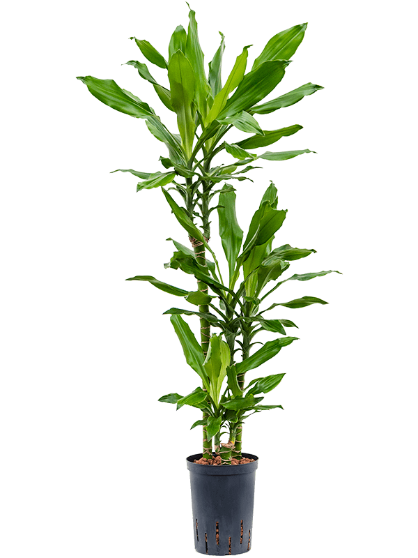 Vibrant Corn Plant Dracaena fragrans 'Burundii' Tall Indoor House Plants Trees
