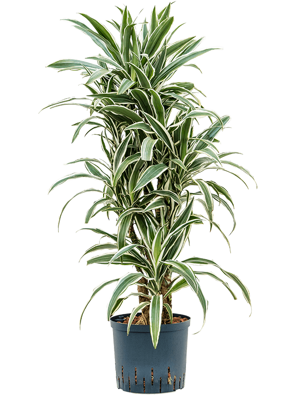 Graceful Dragon Tree Dracaena deremensis 'White Stripe' Indoor House Plants