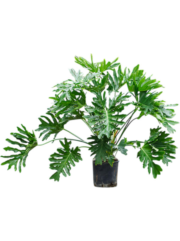 Lush Heart-Leaf Philodendron selloum Indoor House Plants