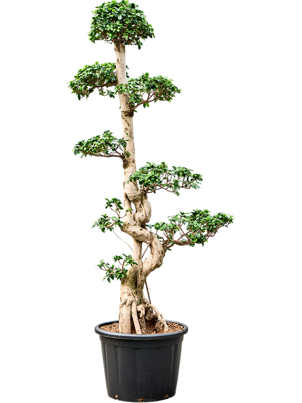 Lush Curtain Fig Ficus microcarpa 'Compacta' Tall Indoor House Plants Trees