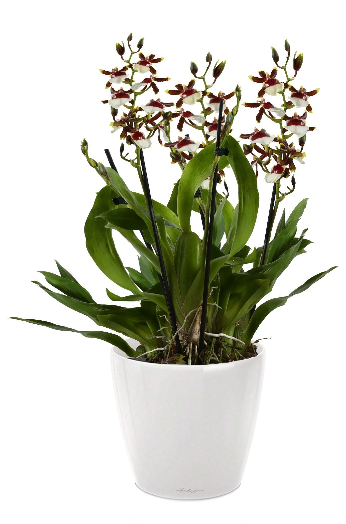 Blooming Oncidium Orchid in LECHUZA CLASSICO LS Self-watering Planter, Total Height 65 cm