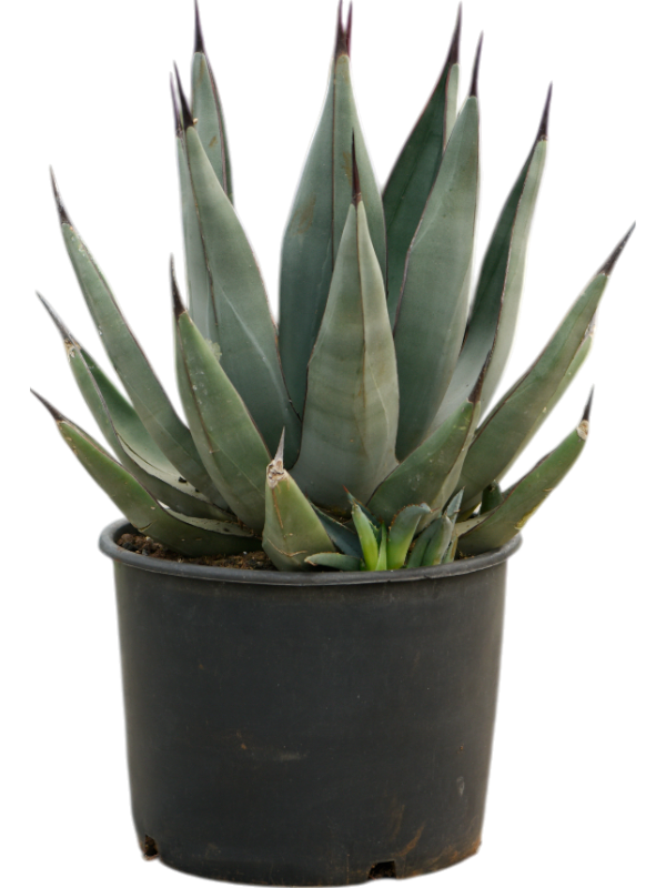 Photogenic Sharkskin Agave nigra Indoor House Plants