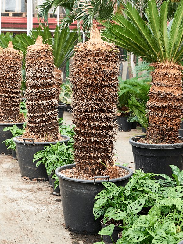 Sago Palm Cycas revoluta