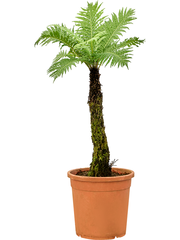 Lush Soft Tree Fern Blechnum gibbum (90-110) Indoor House Plants