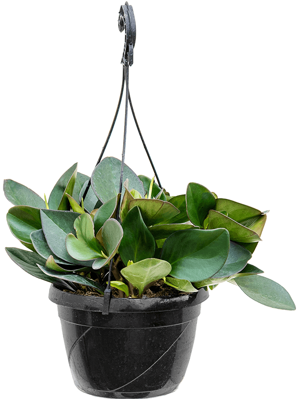 Easy-Care Red Edged Radiator Plant Peperomia clusifolia 'Red Margin' Indoor House Plants