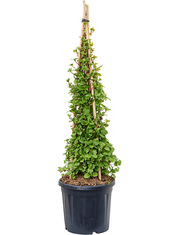 Showy Climbing Hydrangea petiolaris Outdoor Plants